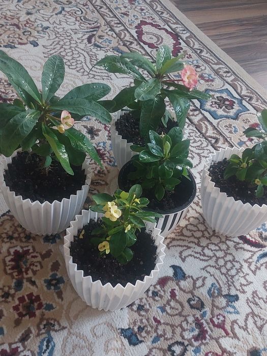 Молочай миля, есть жёлтого,розового,красного цвета, пересаженные