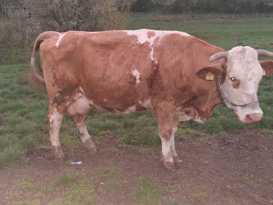 Vand vaci fatate si gestante