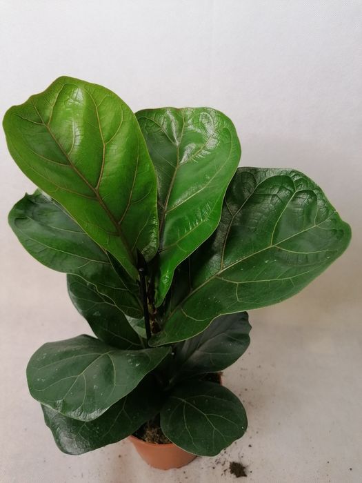 Стайни зелени цветя