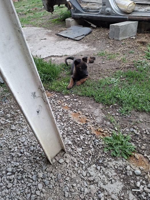 Бельгийски овчарка малинуа