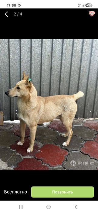 Ашшыбулактан ит жогалды,