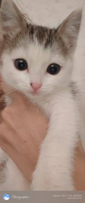 Котята возраст 2мес