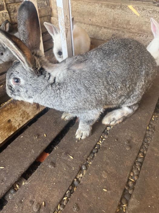 Продам кроликов