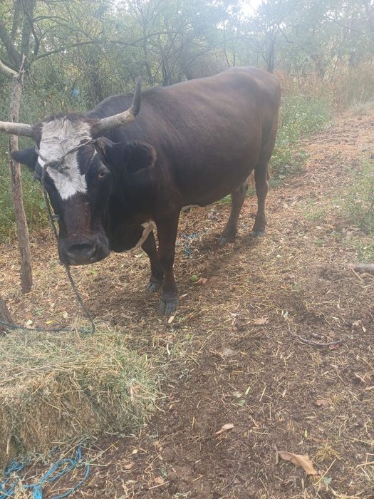Doua vaci bune carne și calitatea