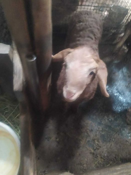 продаю баран срочно!