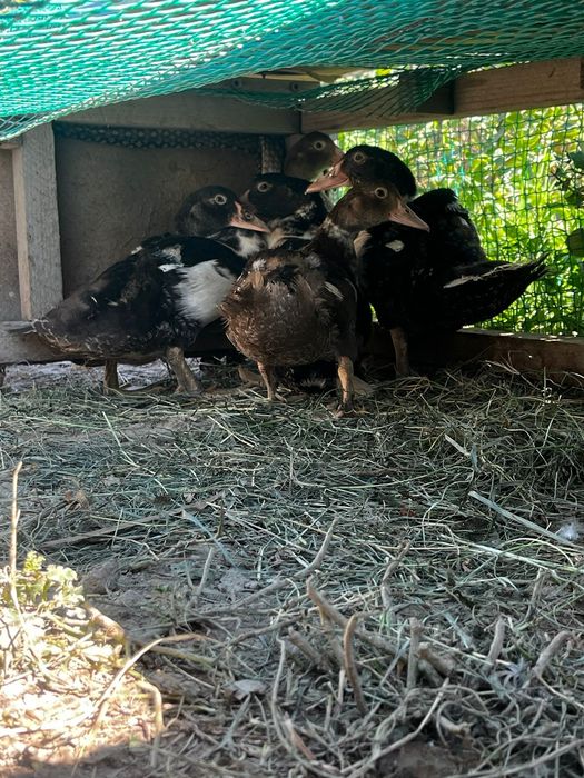 Продам индоутят здоровые шустрые