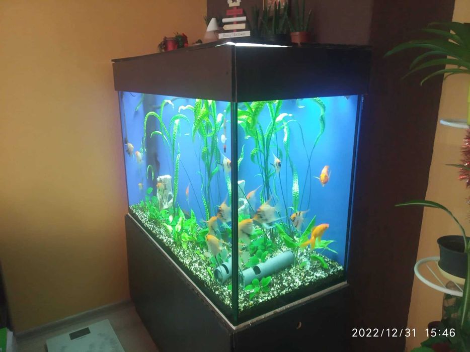 Аквариум 300л. и стойка гр. Силистра Изток • OLX.bg