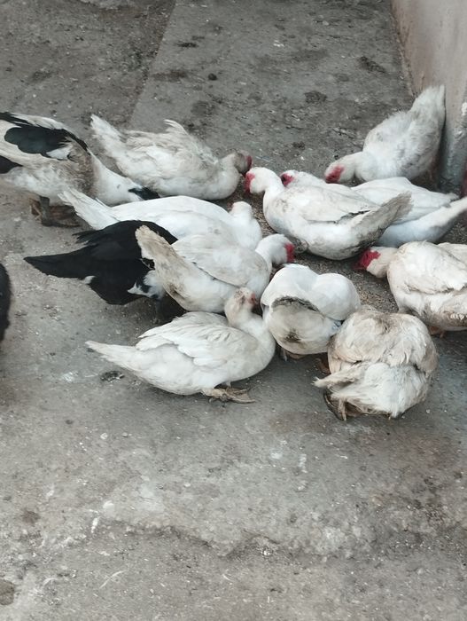 Vând  rațe și rățoi