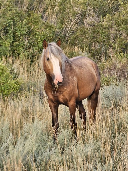 Айғыр сатылады жабы қазақы