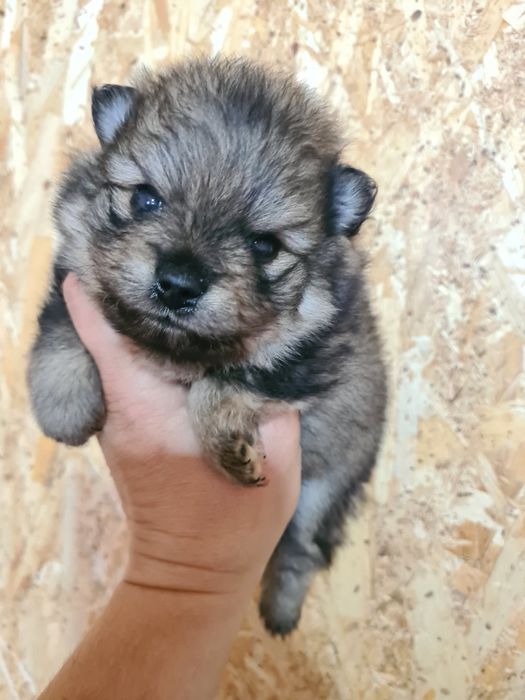 Продам щенка шпица.