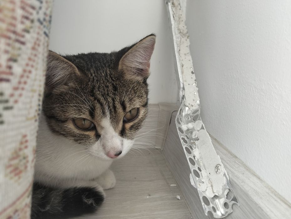 Кошечка, молодая, город Астана