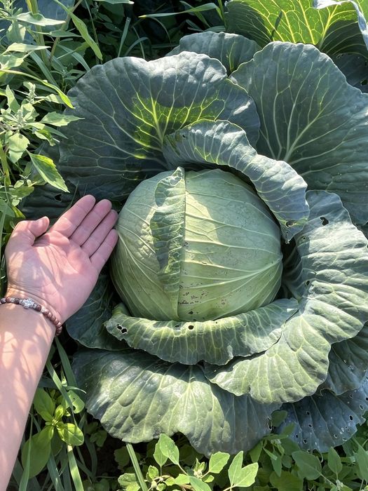 Varza murata la butoi, căpățână întreaga