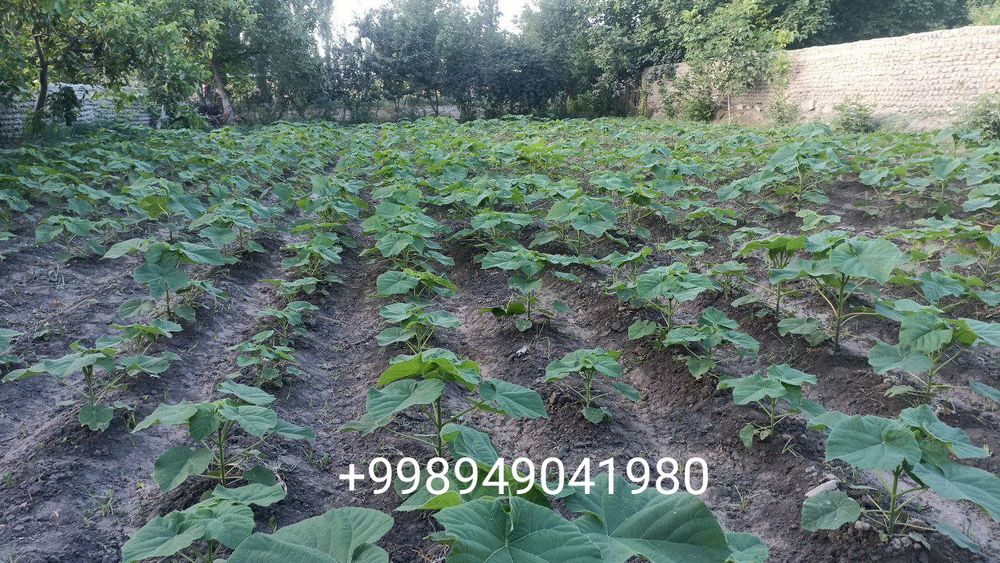 Павлония кочатлари бор