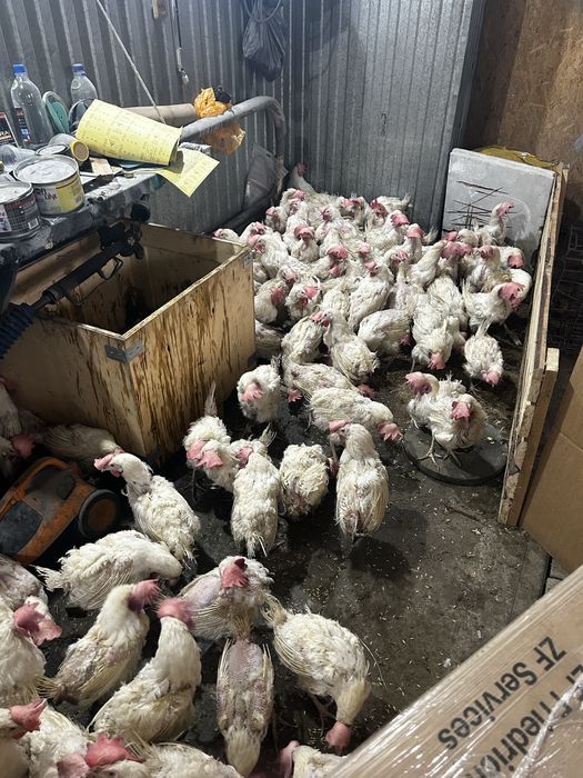 Куры суперник несушки