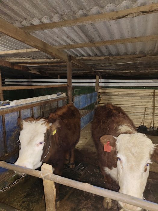 продам откормленных телок