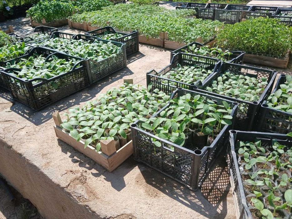 Sifatli kuchatlar yetkazib berish.