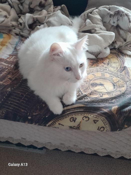 Передержка кошек