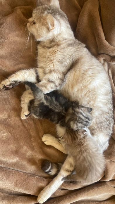 кошки породистые