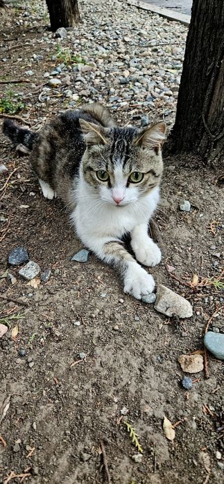 SOS!!! Котик срочно ищет хозяина!