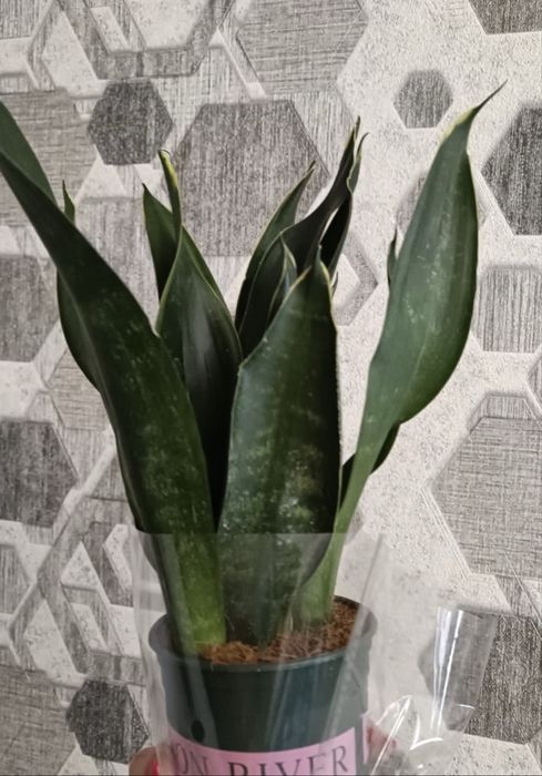 Продам сансивиерии .