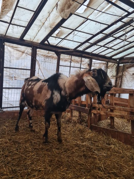Capre  tapi iezi saanen si anglonubian