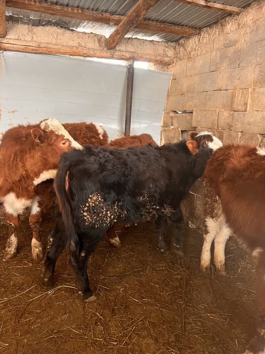 Продам тёлочек.