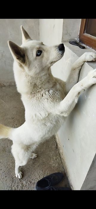 Haski Asil zoti juda aqlli va chiroyli 2yooshar