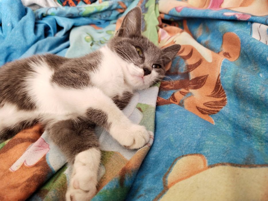 Отдам в добрые руки