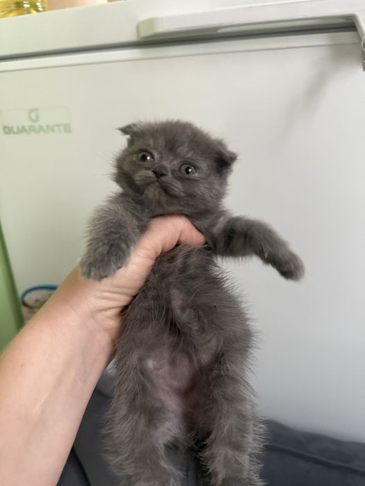 Продаю чистокровных котят скоттиш фолд и скоттиш страйт