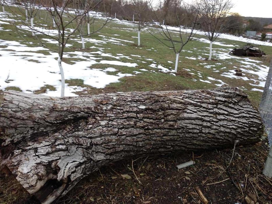 Продава орех трупна дървесина