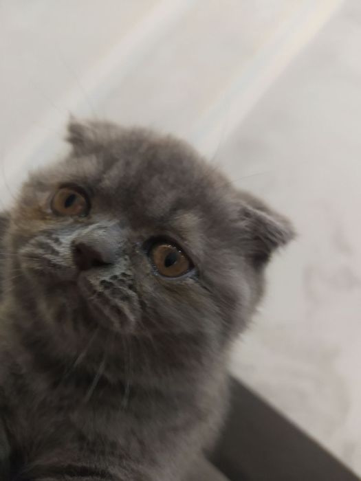 Продаются домашние котята
