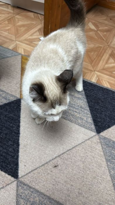 Отдам даром котенка