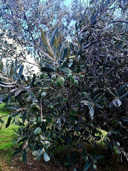 Ulei de măsline extravirgin 100% natural din Grecia