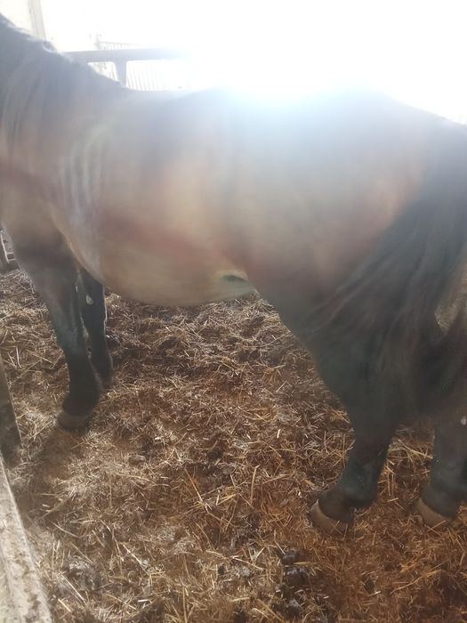 Cal de vânzare preț negociabil