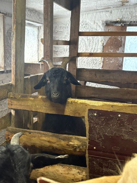 Козы стельные  .