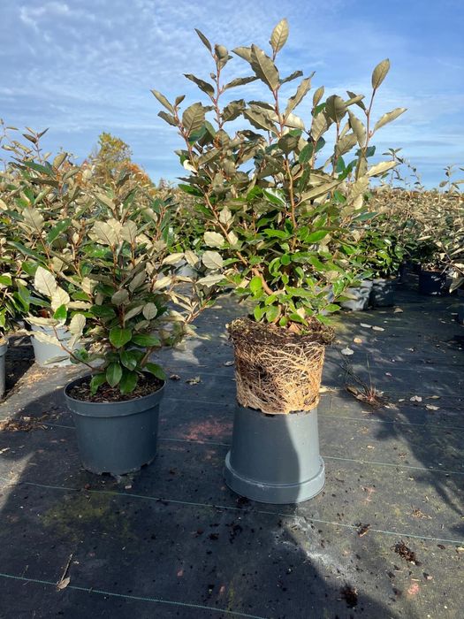 Prunus/Photinia/Eleagnus/Miscanthus/Taxus/Osmanthus