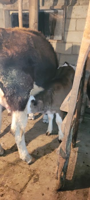 Бұзаулы сиыр сатылады