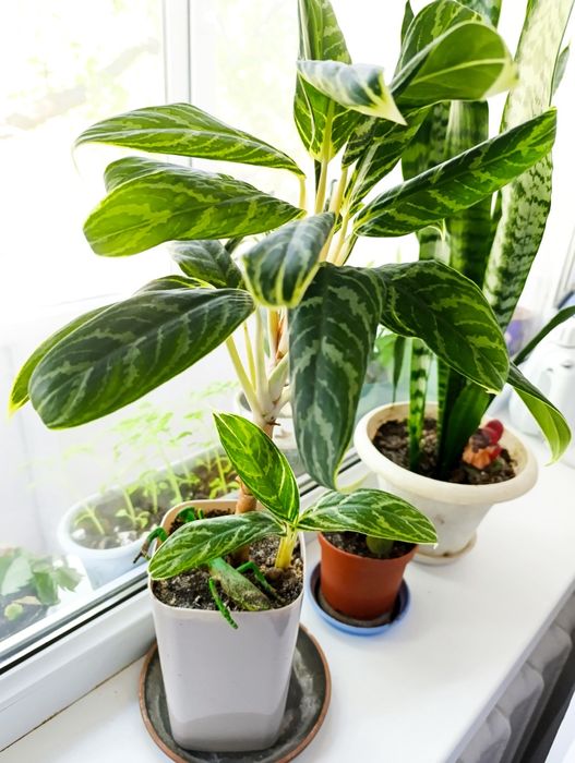 Продам   аглонему