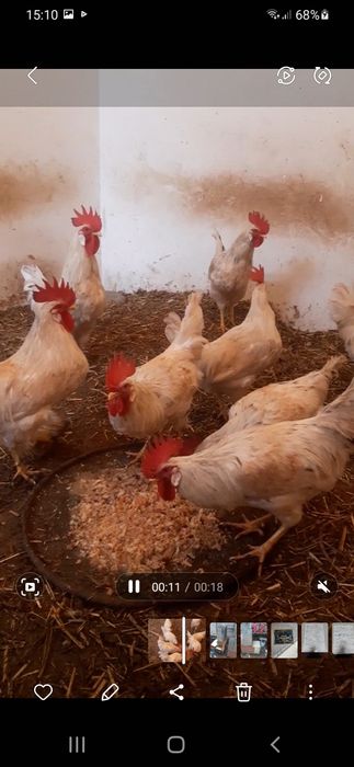 Ок хуроз 8та бор