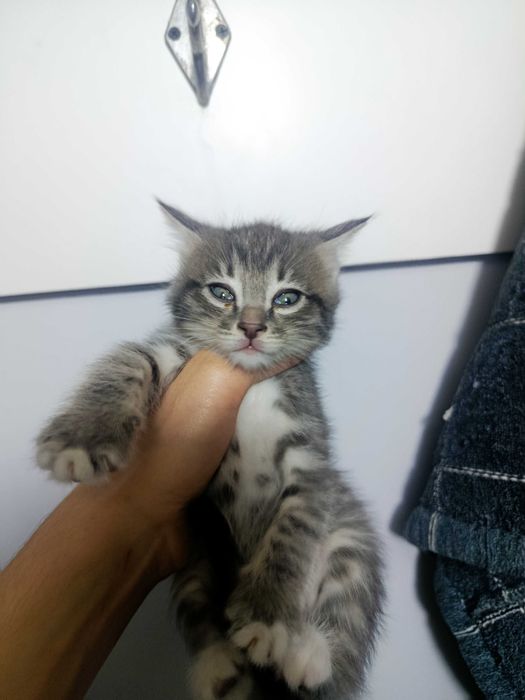 Отдам котят в хорошие руки