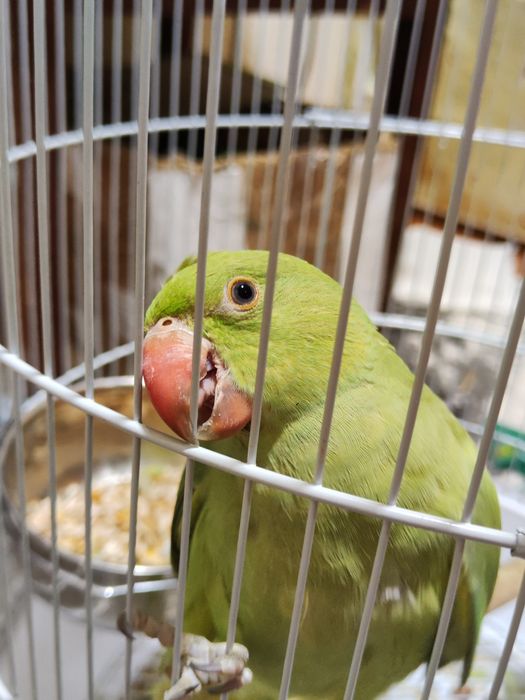 Ajrealla   qushi