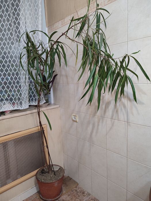 Фикус Али-многолетнее растение