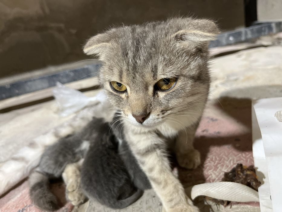 Scottish Fold-қа ұқсас, аралас тұқымды мысық.