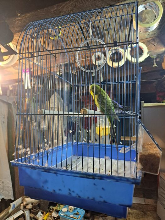 Vand colivie si 2 perusi