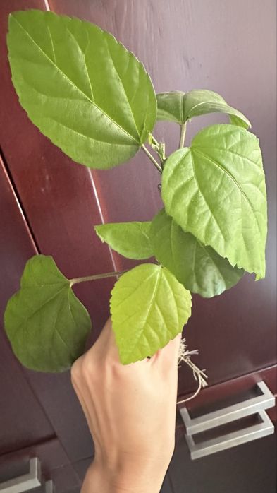 Гибискус, Аглаонема Фридман, Хойя