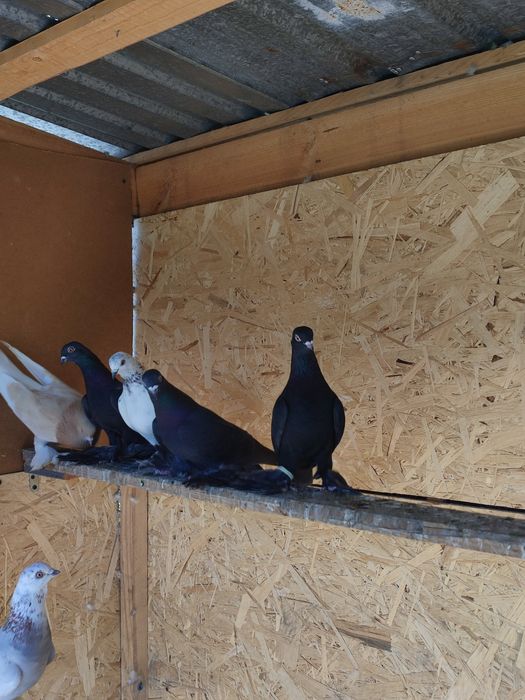 Продаж голубей разные