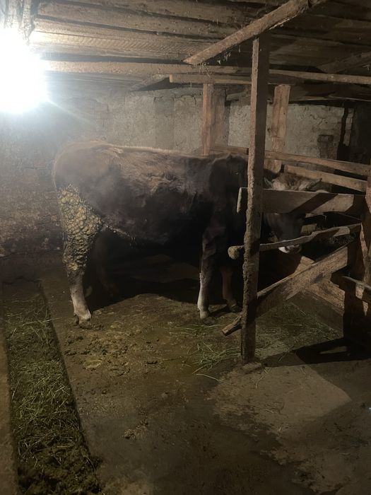 Продам Телочку год и 2 месяца