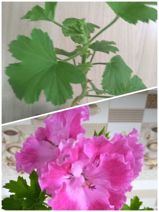 Продам Королевскую Пеларгонию