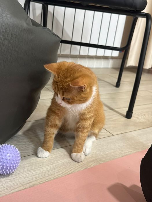 Отдам в хорошие руки кота