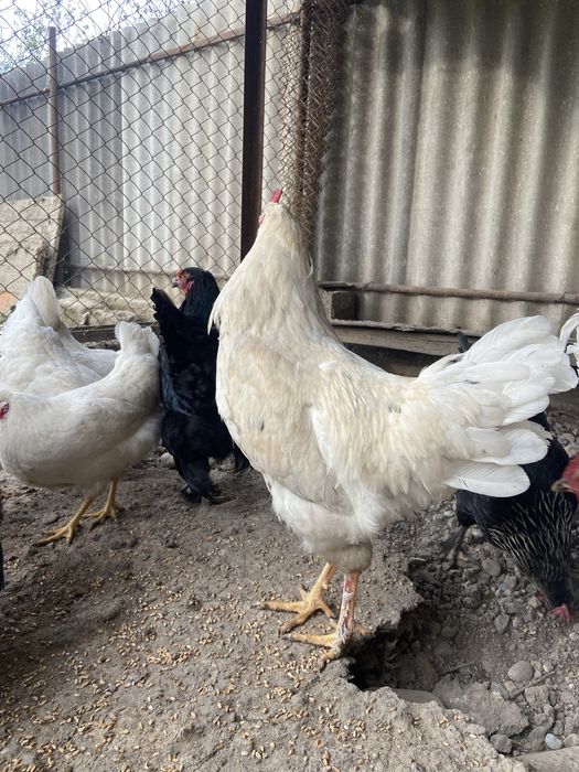 Петухи Брамо(лохмоногие), молодые